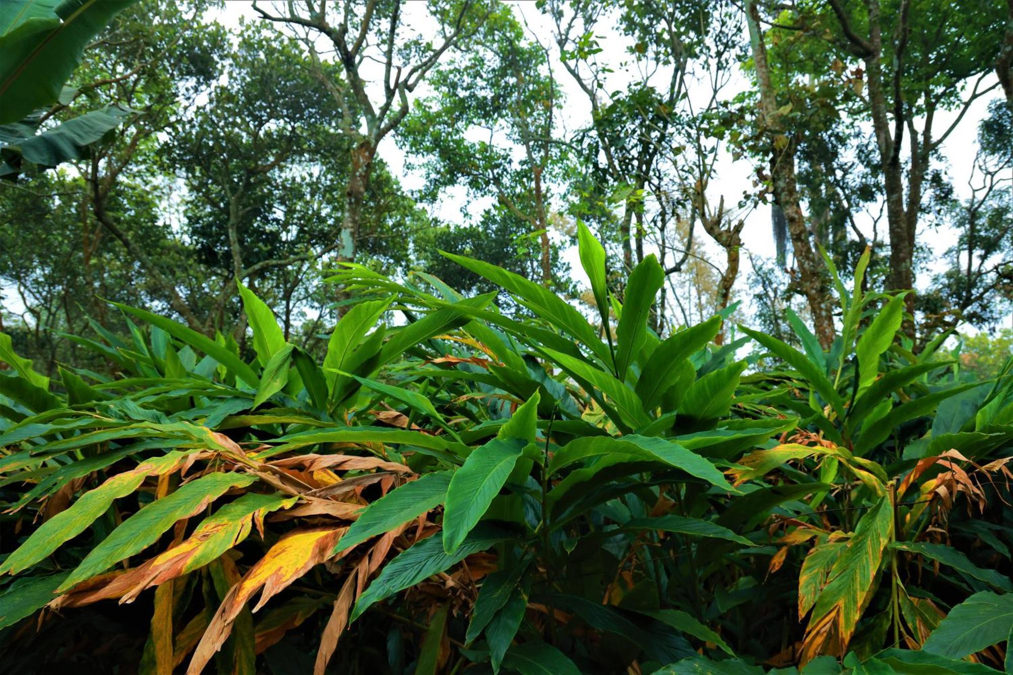 Peakaavu Cottages Idukki Buitenkant foto